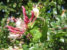 1 PIANTA DI LONICERA