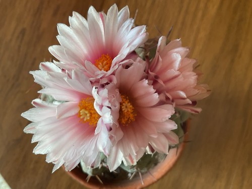 Cactus thelocactus - cactus,