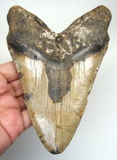 Megalodonte dente squalo - megalodonte,