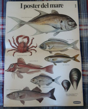 ANNI 70 - SURGELA - PICCOLO