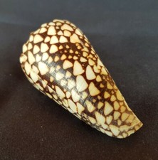 Conchiglia Naturale Conus