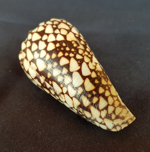 Conchiglia naturale conus - conchiglia,