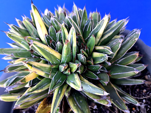 Agave victoriae reginae - agave, victoriae-reginae
