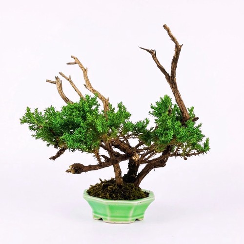 Bonsai ginepro shohin con - shohin,