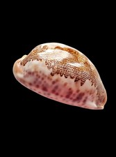 Shell conchiglia cypraea mappa - shell,