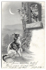 CARTOLINA DI GATTO ,DUE GATTI