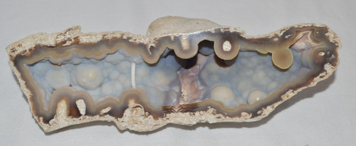 Grande corallo fossile