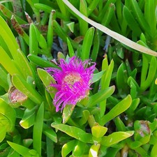 Carpobrotus griffe de