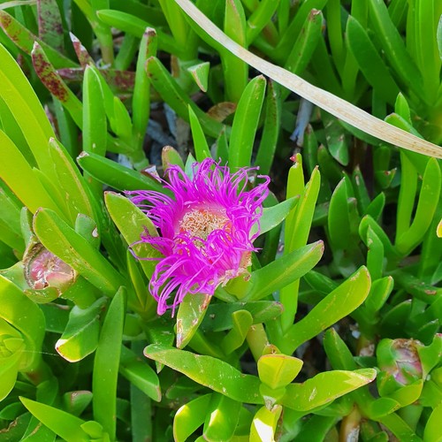 Carpobrotus griffe - , de