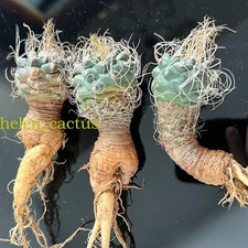 3 pezzi 2-3 cm Turbinicarpus