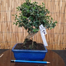 Bonsai olivo silvestre h - bonsai,