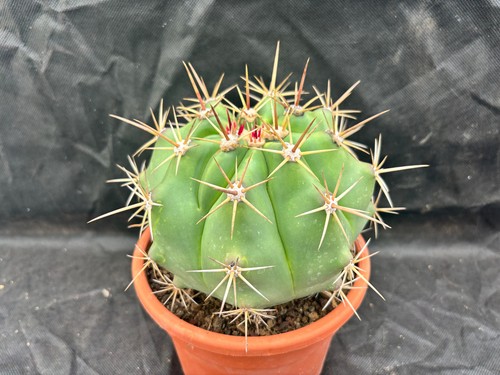 Ferocactus potsii vivaio il - potsii,