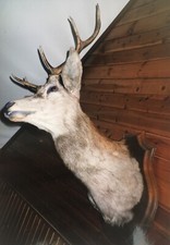 TROFEO DI CACCIA, BELLISSIMA