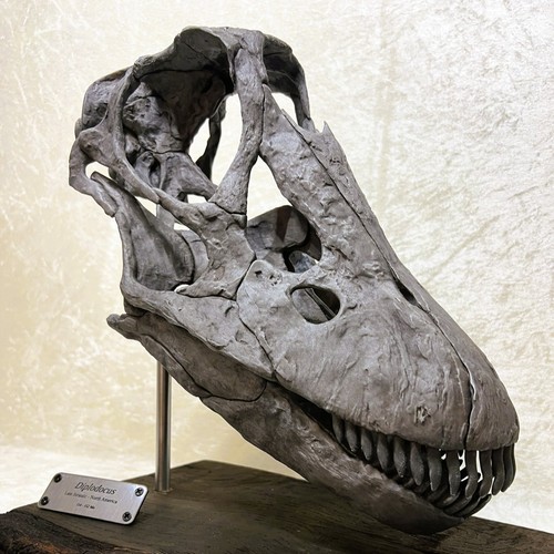 Replica teschio diplodocus - diplodocus, |