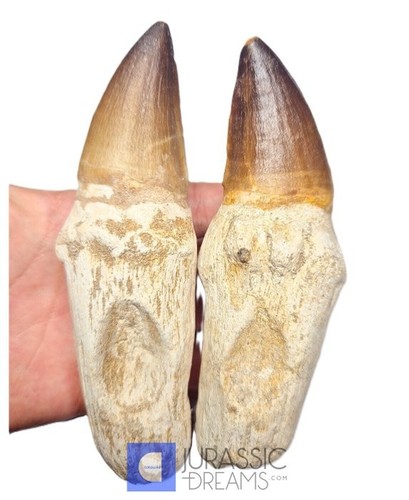 Dente mosasauro - 1,
