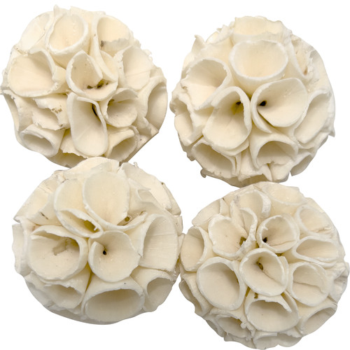 5128 piccoli masticatori - masticatori, sola