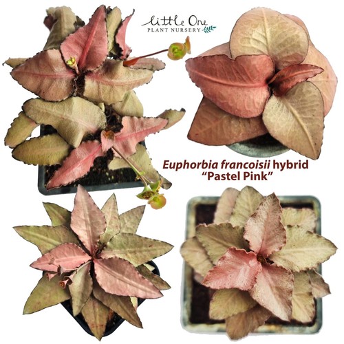 Semi ibridi euphorbia - semi,