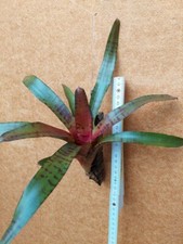 Neoregelia Zeus, rilegato