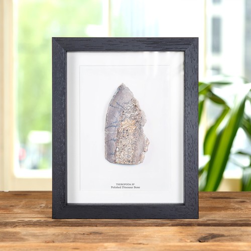 Polished dinosaur bone slice - bone,