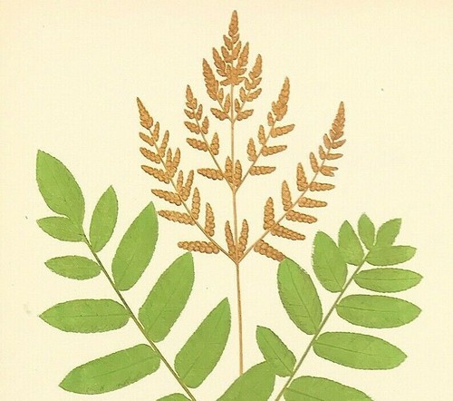Felci botaniche inglesi - felci,