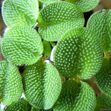 Salvinia Minima-Piante