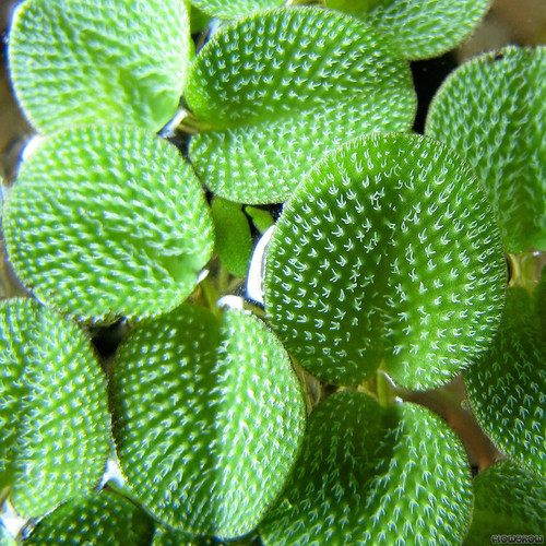 Salvinia minima piante - salvinia, minima-piante