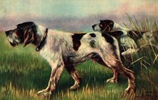 NORFINI - Cane da Caccia - Hunting Dog - NV - #001