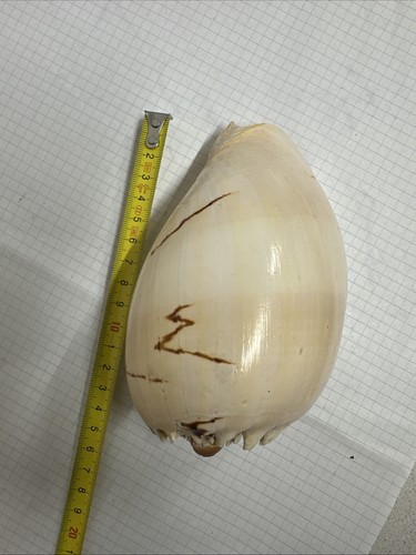 Conchiglia melo broderipii - melo, 14