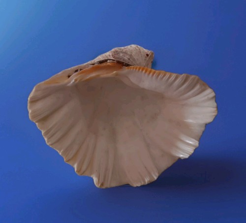 Vecchia conchiglia tridacna - conchiglia,