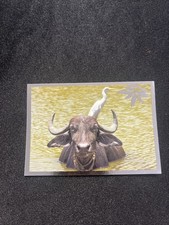 Noi Animali L’unione Fa La
