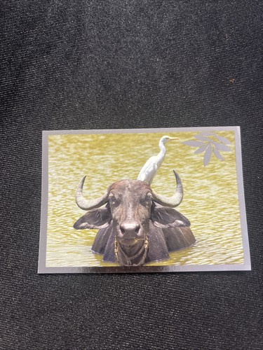 Noi animali unione - noi, fa