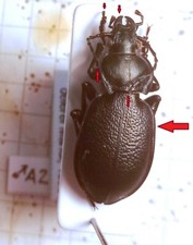Carabidae, CARABINAE, Carabus