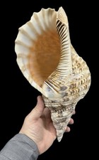 Conchiglia charonia lampas - charonia, 37