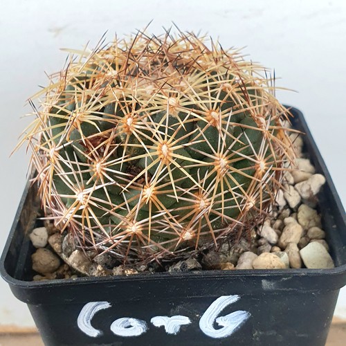 Coryphantha impexicoma sulle