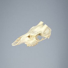 536SKU Teschio di capriolo