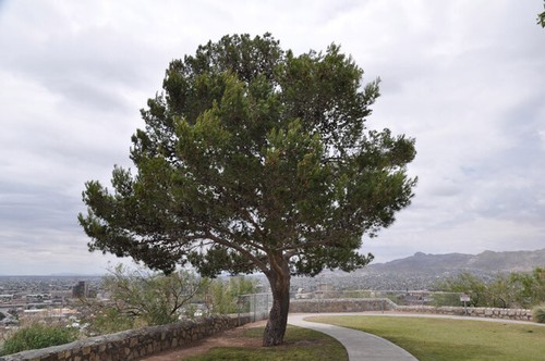 Pinus halepensis pino - halepensis,