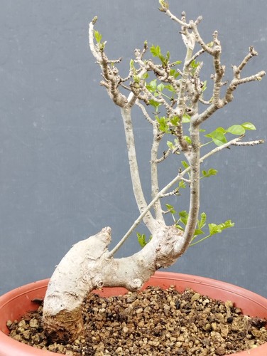Bonsai frassino robusta - frassino,