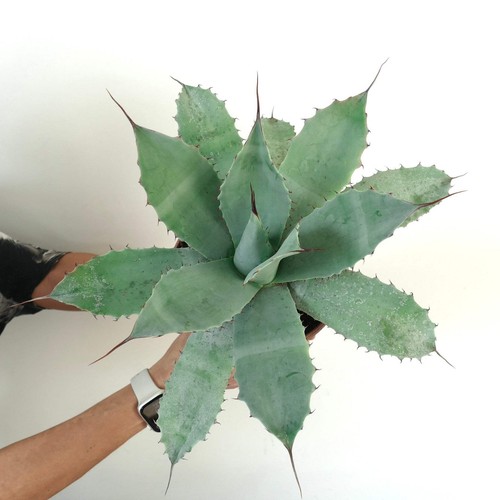 Agave havardiana - havardiana,