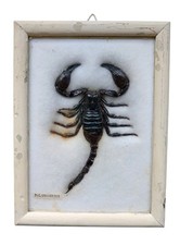*HH* Tassidermia Scorpione Palamnaersus Gigante Nero Imbalsamato Insetto