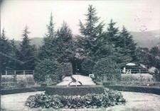 o664 bozza fotografica spinone