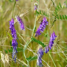 200 semi veccia pelosa (Vicia