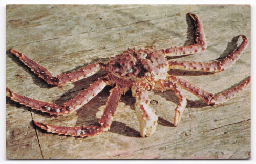 Cartolina epoca alaska king - d'epoca,