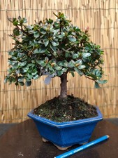 Bonsai di Azalea h 30cm Visita