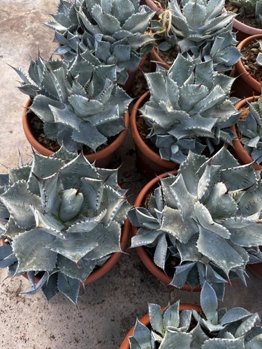 Agave pygmeaea - (vaso, da