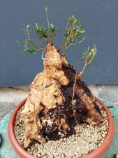 Bonsai Olivastro 36x26cm In