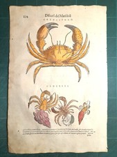 MATTIOLI MATTHIOLI Erbario a figure grandi originale del 1604 GRANCIPORRO PAGURO