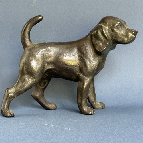 Incantevole piccolo cane - incantevole,
