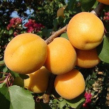 Pianta di Albicocco Portici