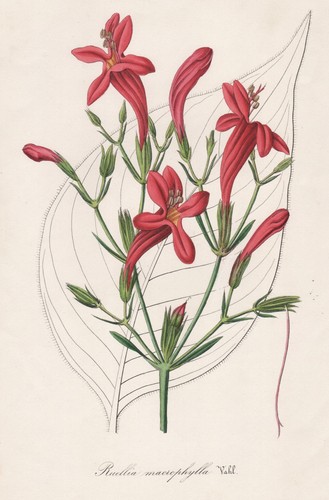 Ruellia ruellien fiore - ruellia,
