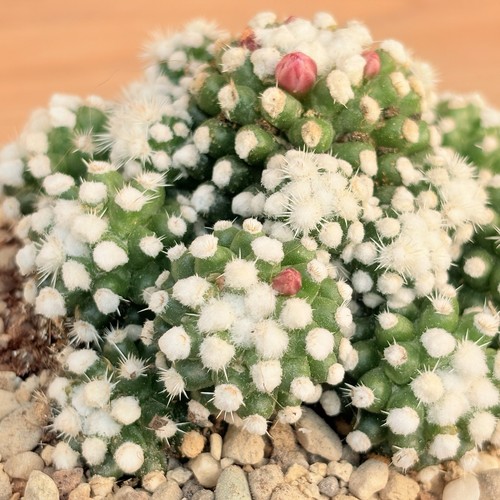 Mammillaria gracilis oruga - mammillaria, cv.oruga
